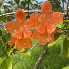 Blooming Petal Studs